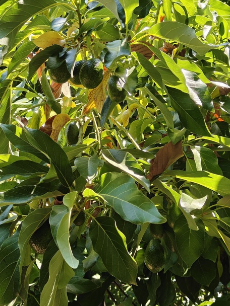 Но главное — фрукты, которые поспевают в это время года!